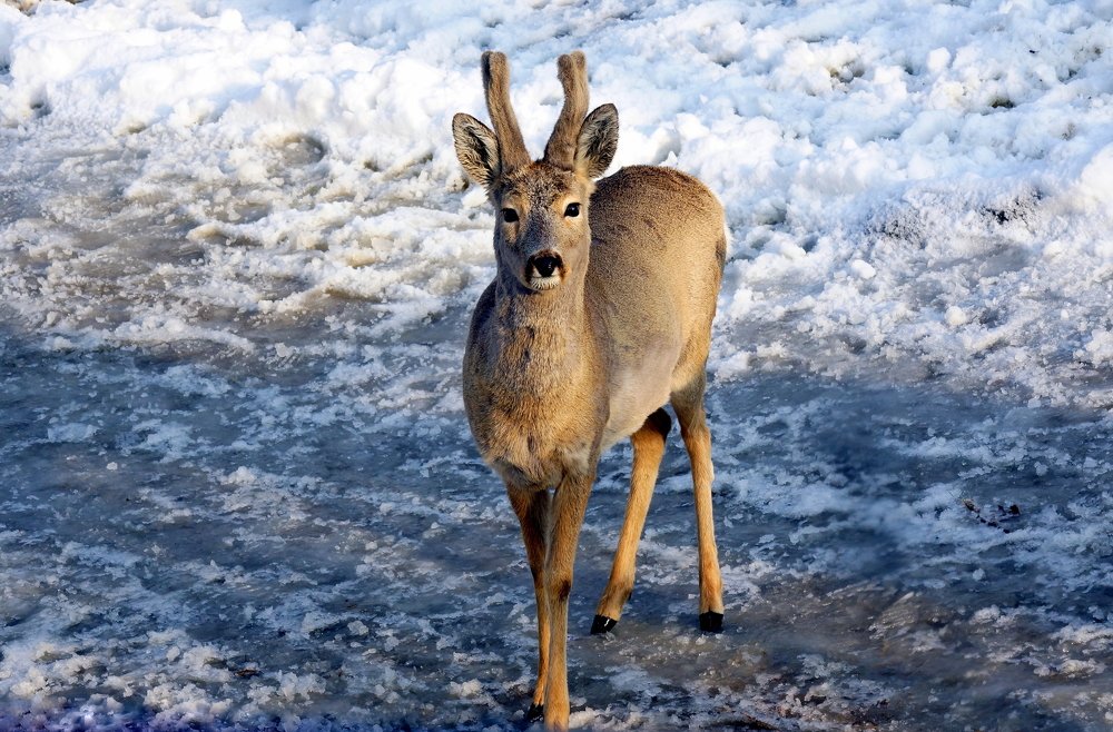 Дальневосточная косуля.