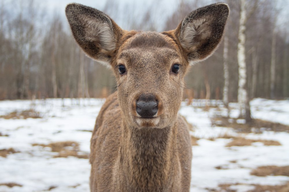 Photograph by Юлия Горшенина