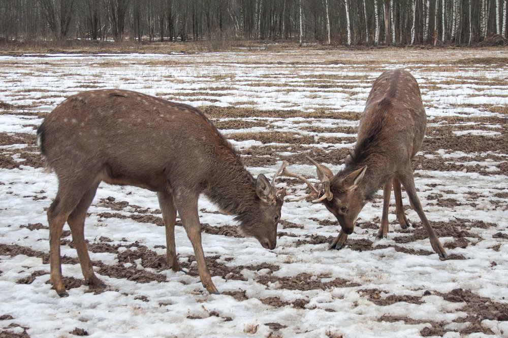 Photograph by Юлия Горшенина