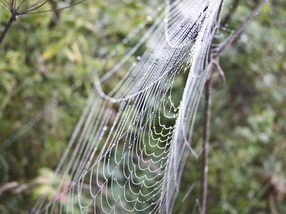 Photograph by Михаил Корнеев