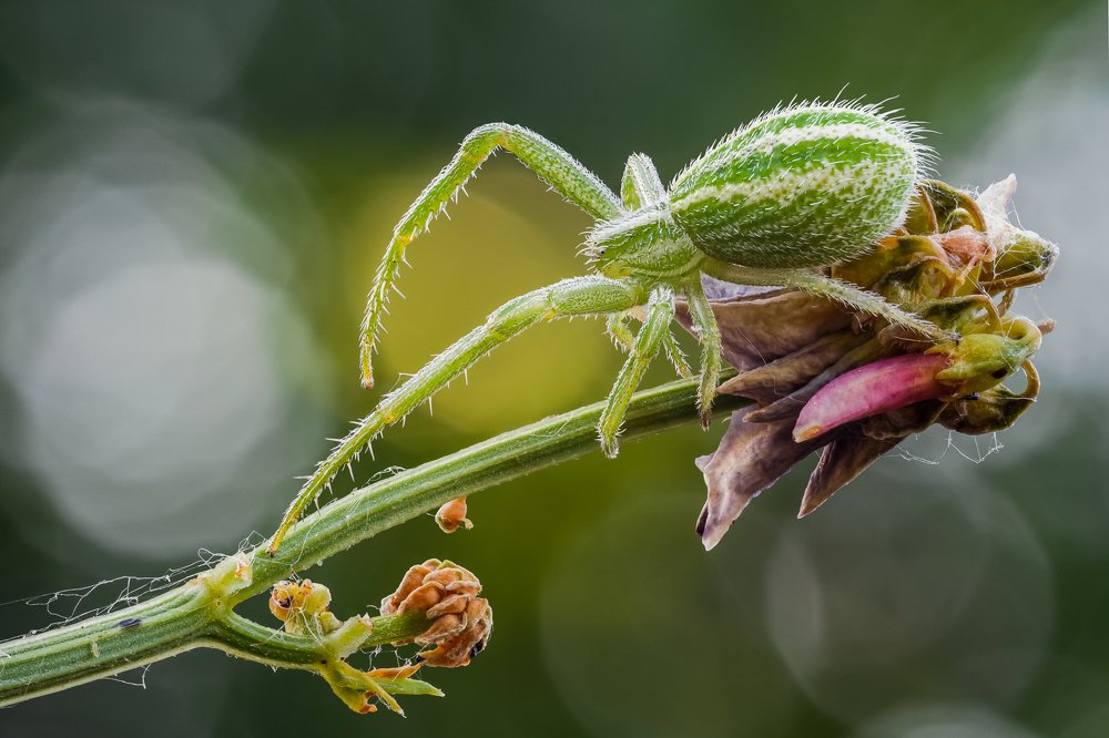 Зелёненький