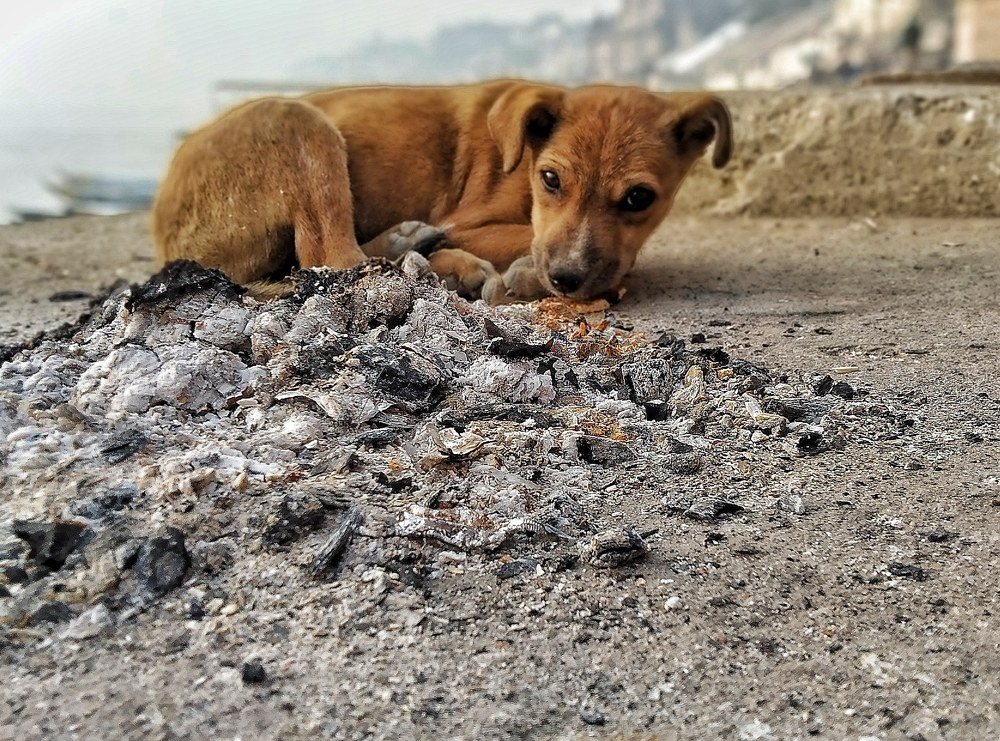 Photograph by Kanhaiya lal Yadav