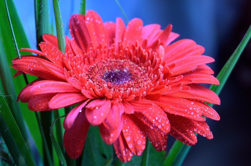 Фотография автора Teglaş Marin