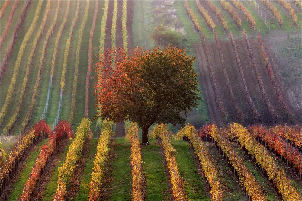 Photograph by Василий Гори