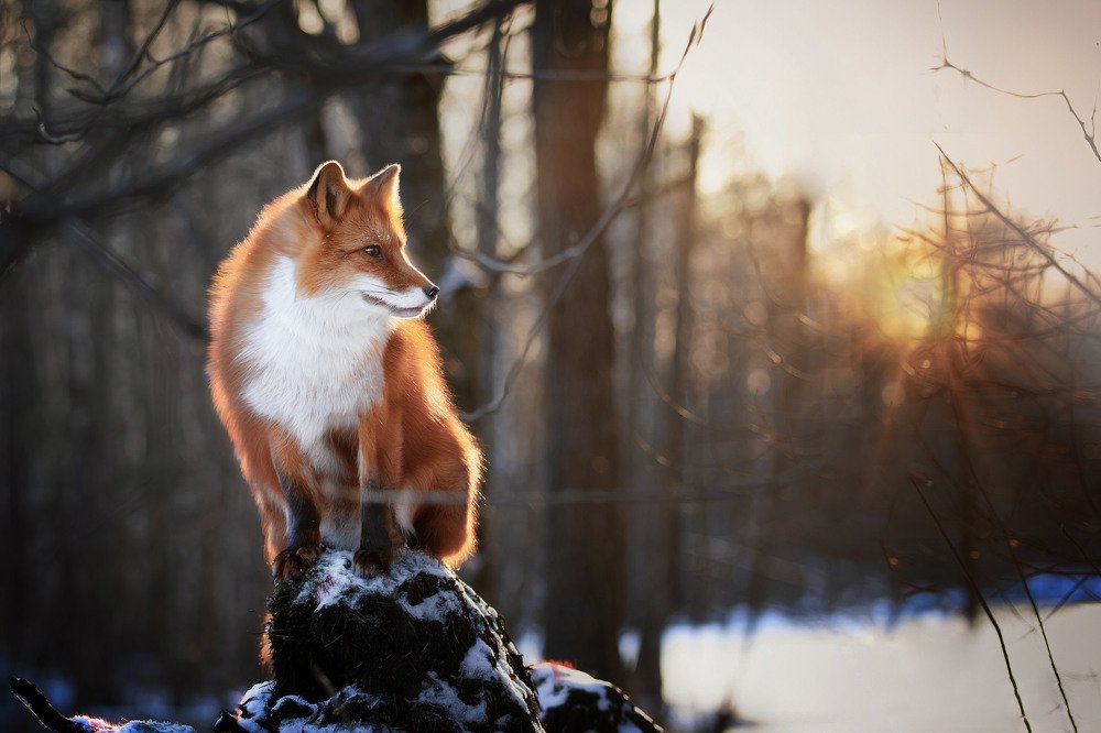 Лиса в восходе