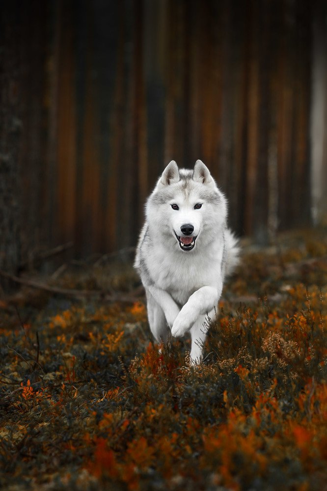Хаски на белых мхах