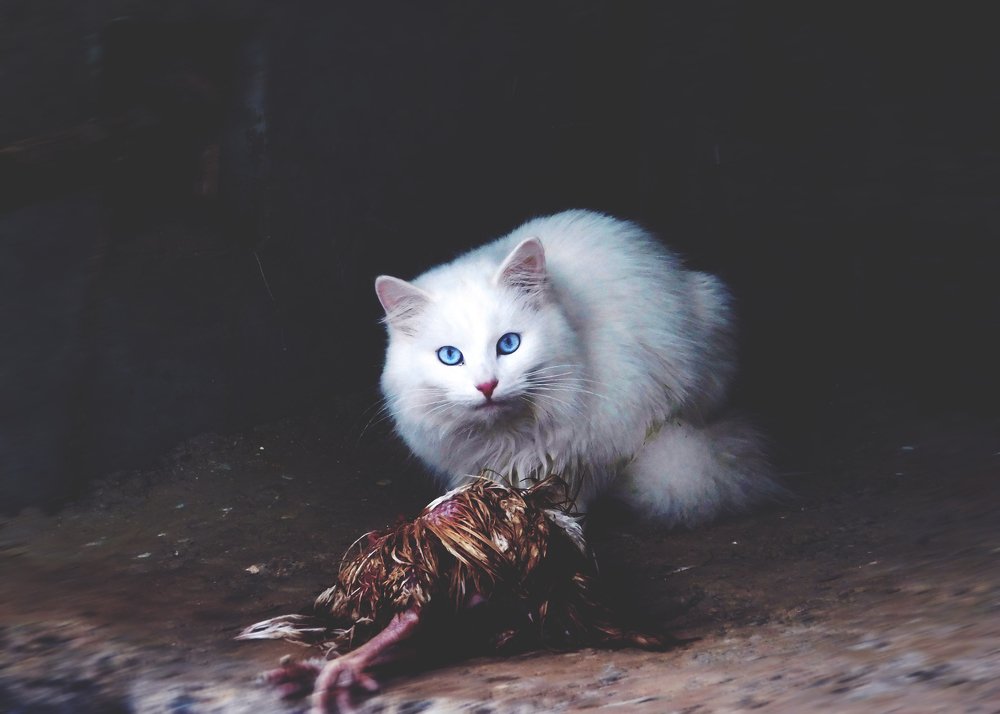 Photograph by Екатерина