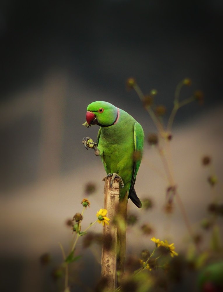 Rose-ringed parakeet