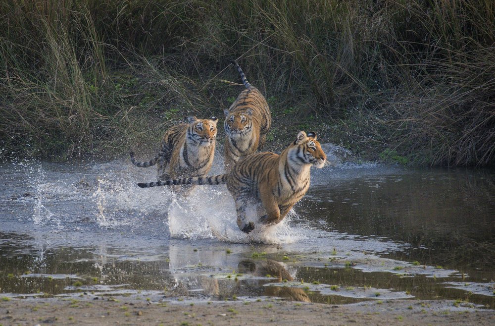 A run of wilderness...