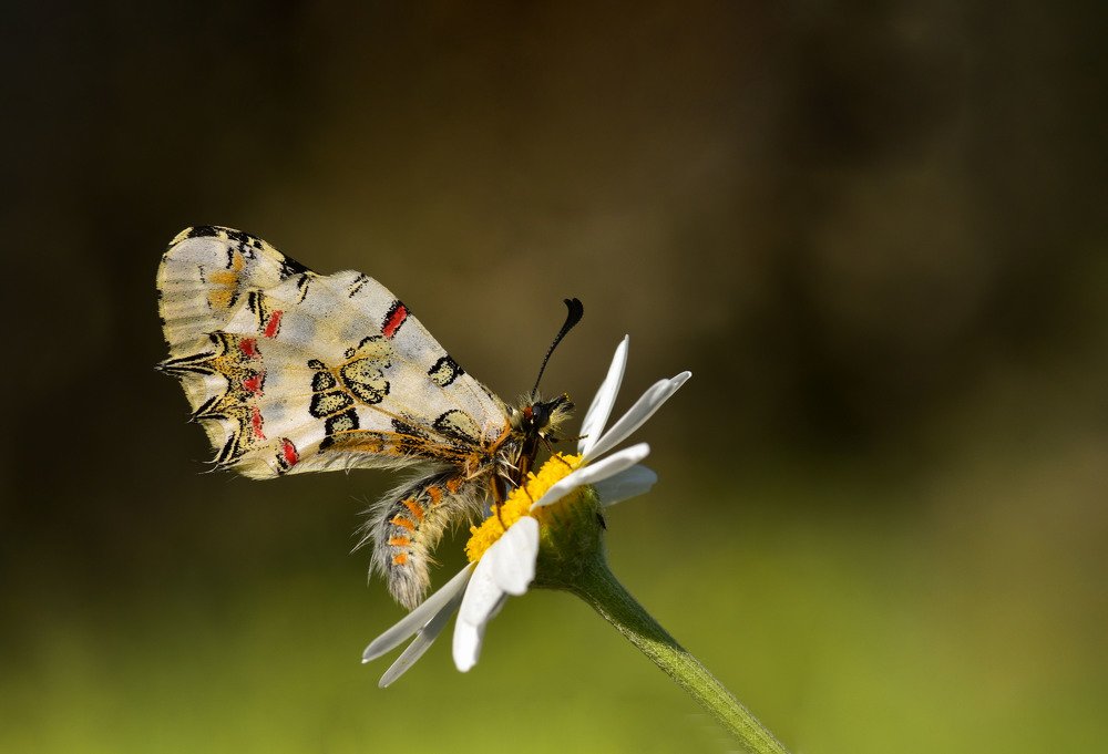 Photograph by SALIM SAFA KOKSAL