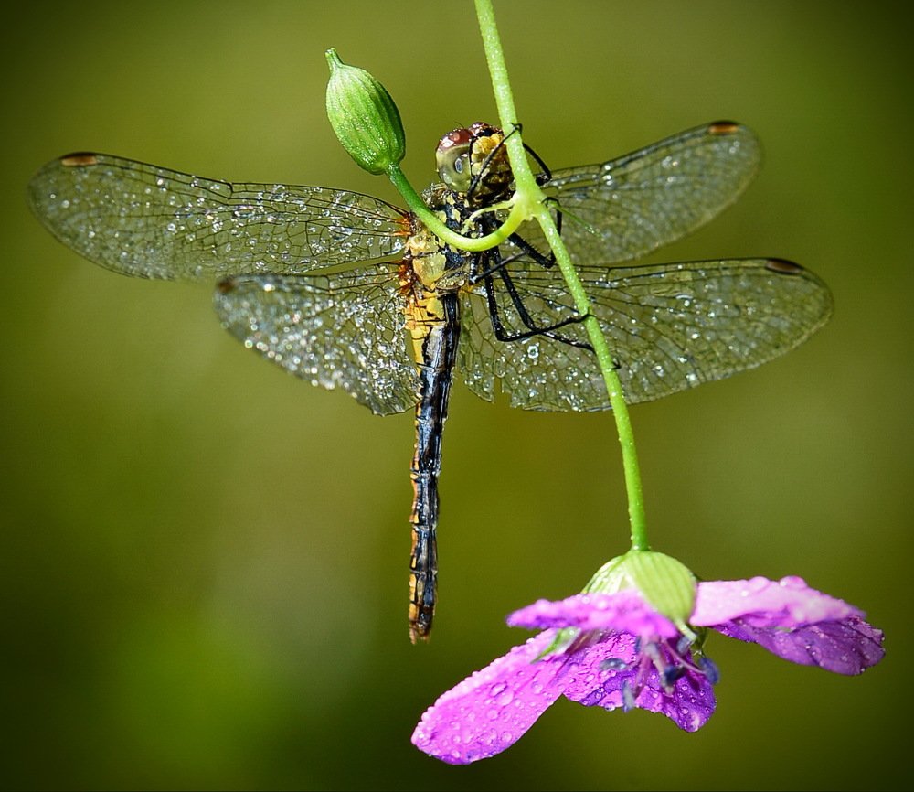 После дождя.