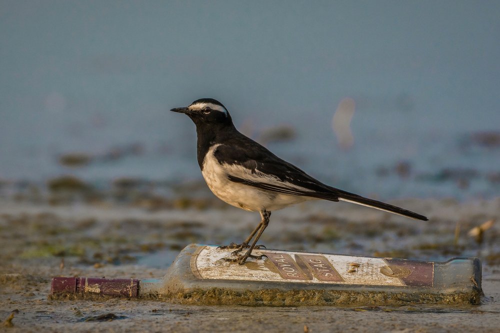 I am stronger than just normal kingfisher. I am Royal Stag.