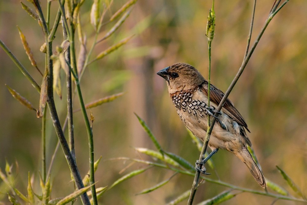 Photograph by Tofayel Ahmed