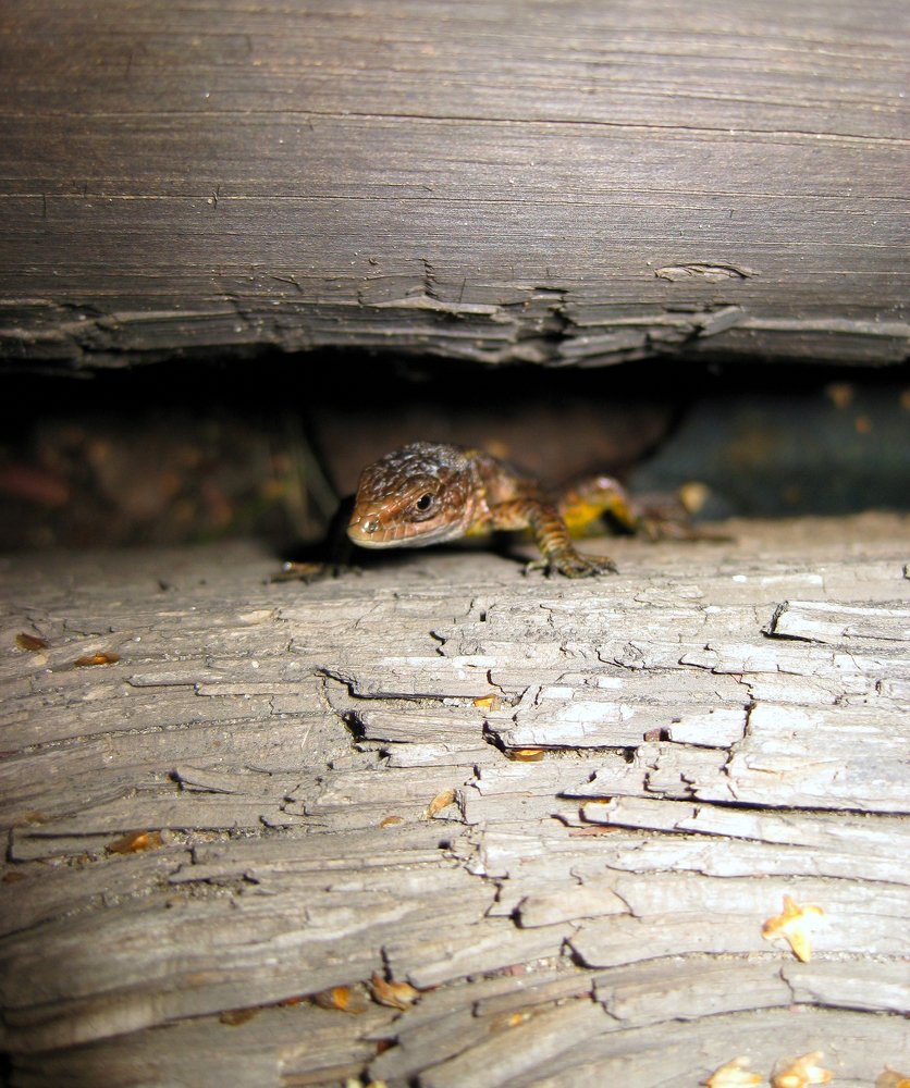 Photo #4377235