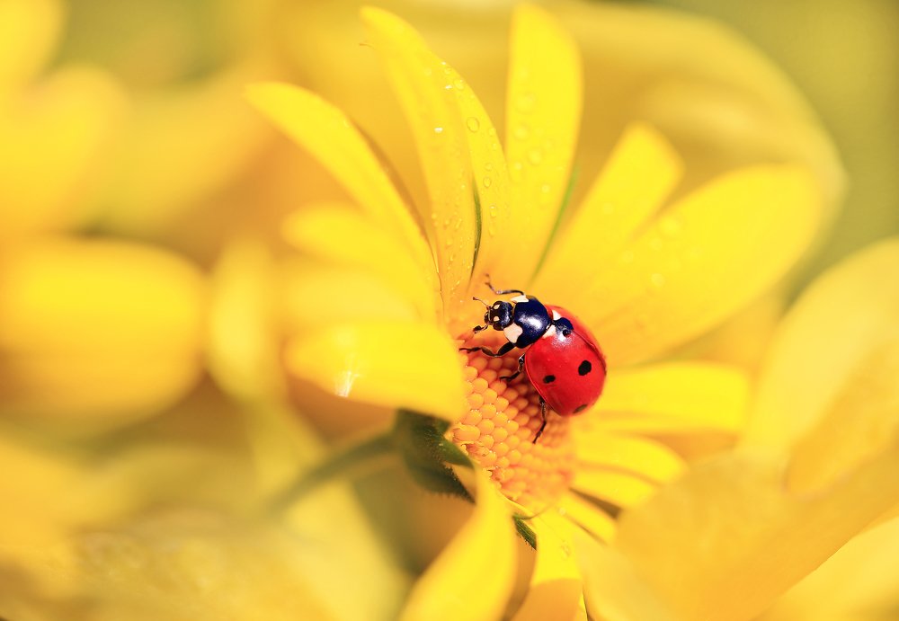 Photograph by Viktor Schneider