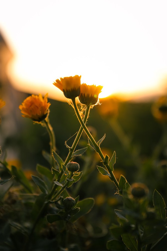 Photograph by Энжелина Бебешева