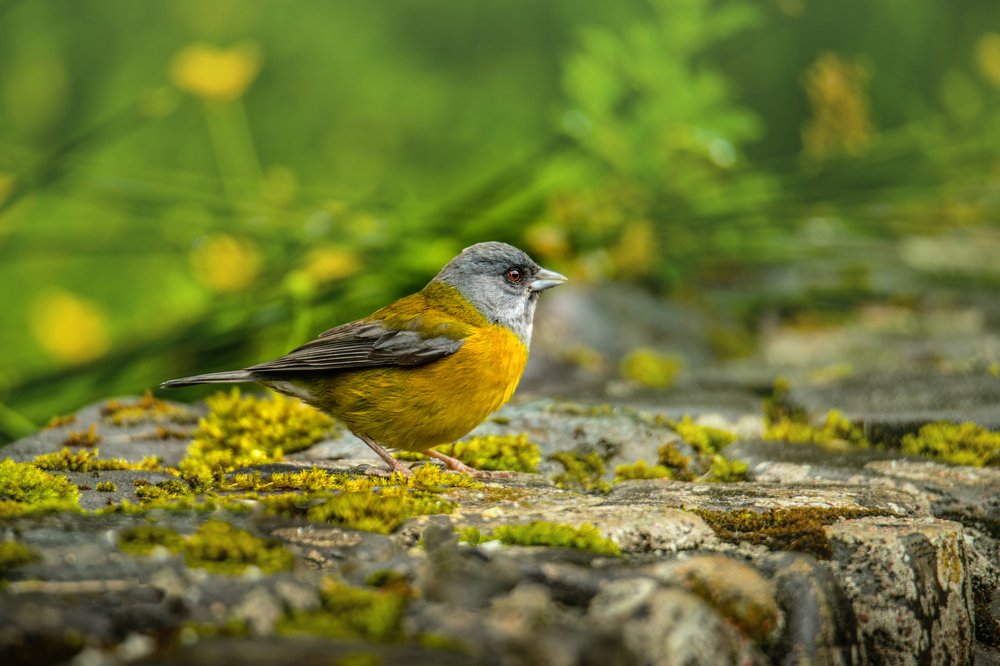 Grey-hooded sierra finch