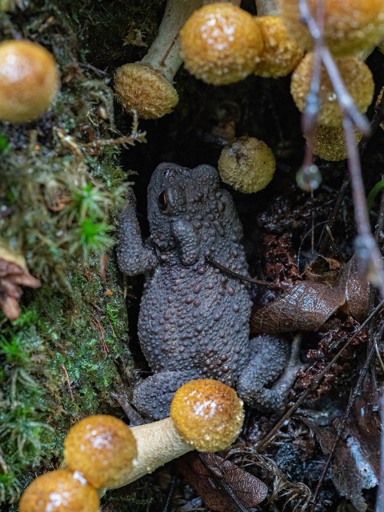 Фотография автора Петр Богомазов