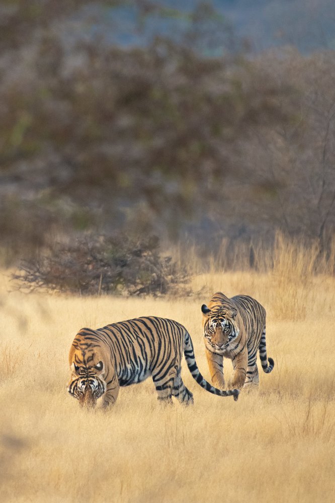 Photograph by Krishna Sankar Rajesh