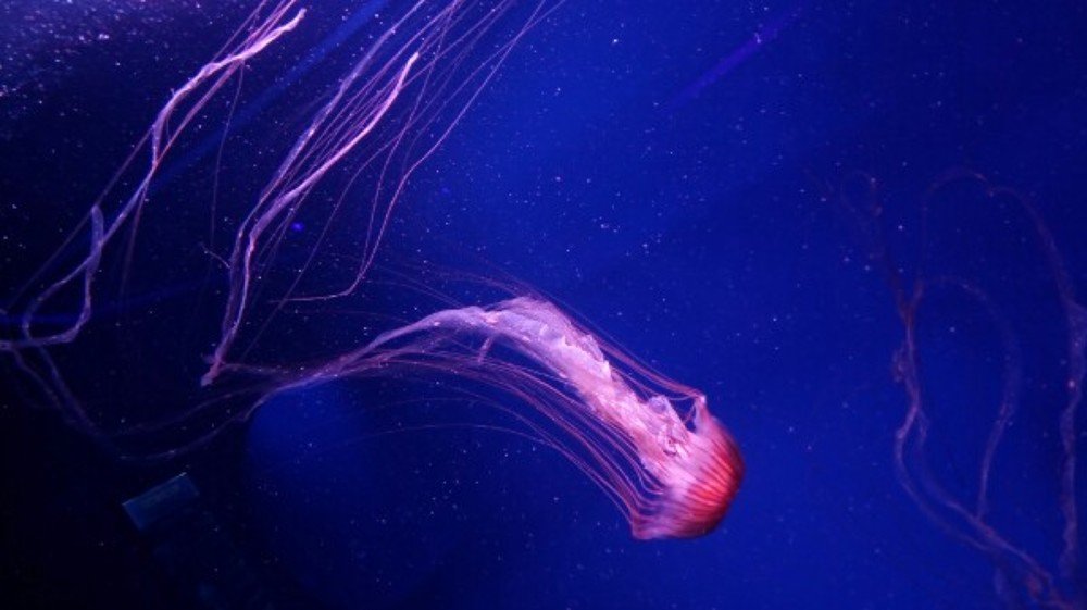 Photograph by Ростислав Самарин