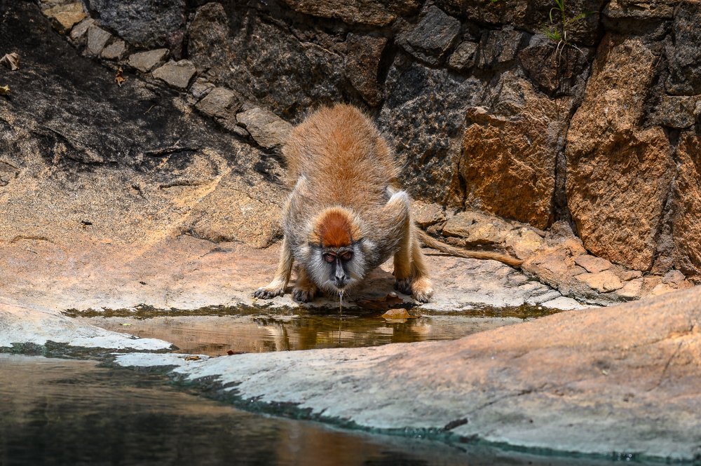 The Fastest Monkey on Earth