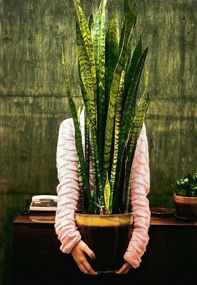 Сансевиерия самодержащаяся.