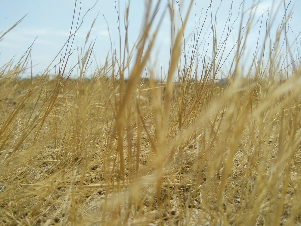 Photo #4377658