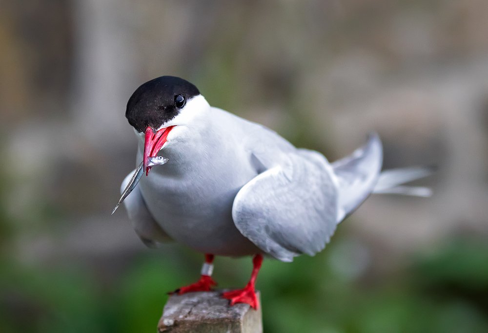 Photograph by Ольга Тарасюк