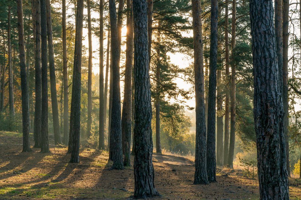 лесное одиночество