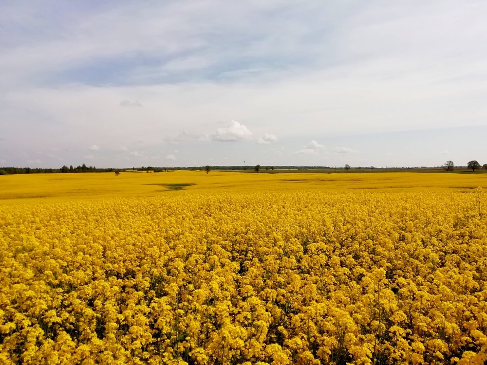 Рапсовое поле