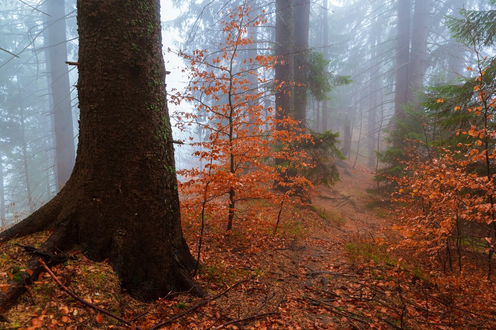 Autumn in the forest.