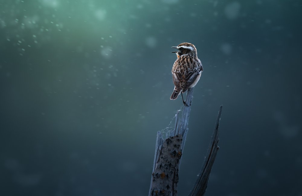 Тополь зацвел