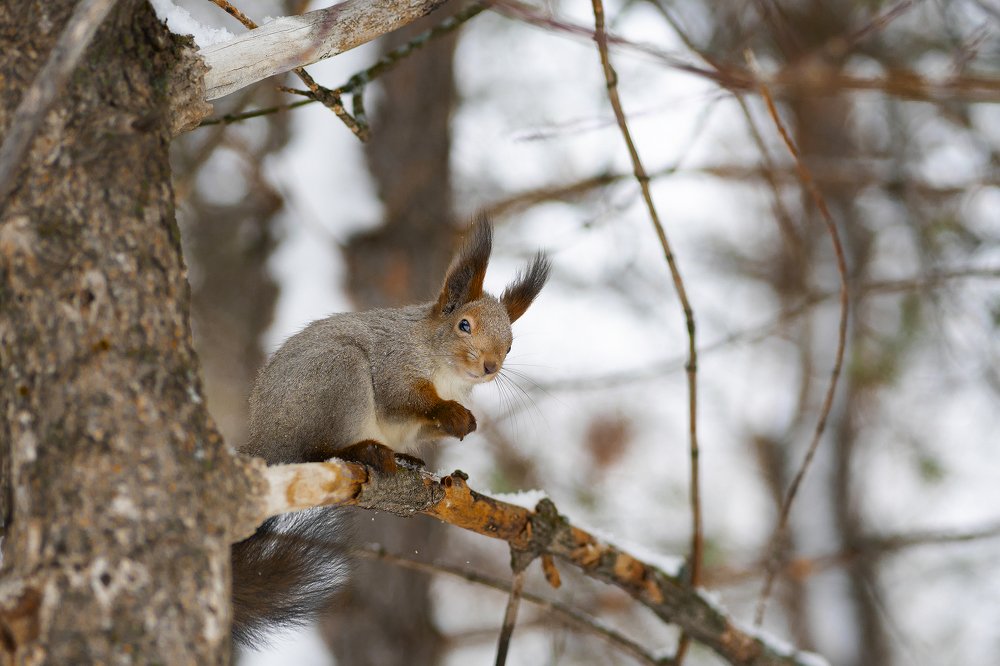 Фотография автора Цвелёв Дмитрий