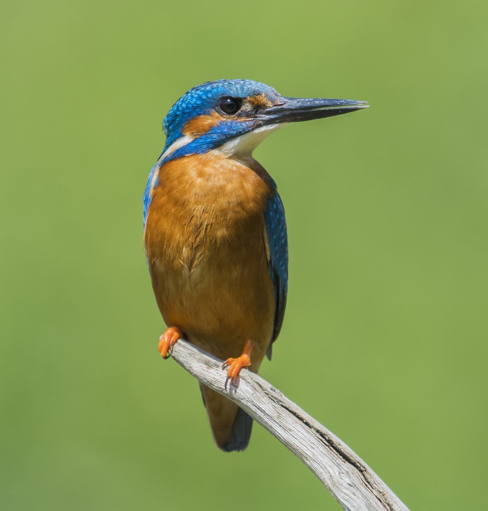 Photograph by Kenny Goodison