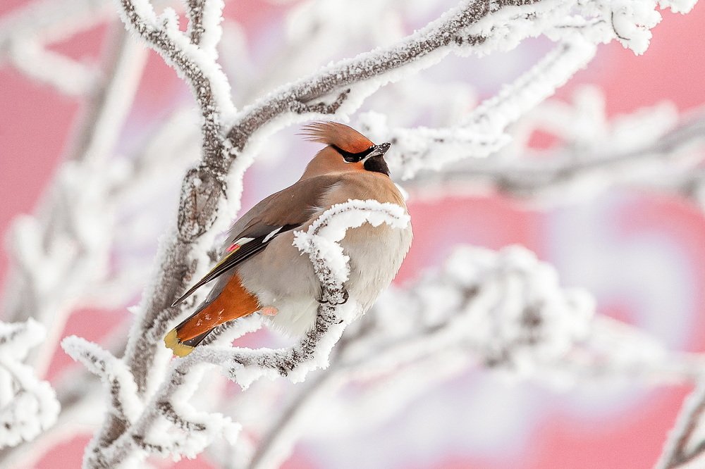 Photograph by Наталья Ермохина