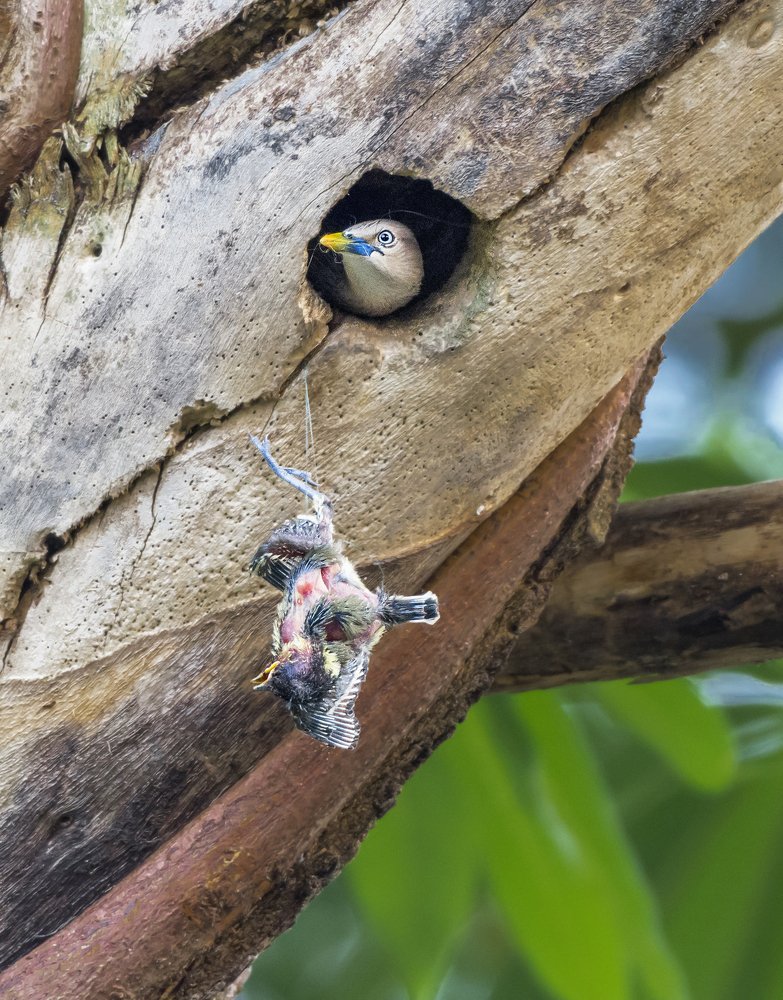 Struggle for existence.