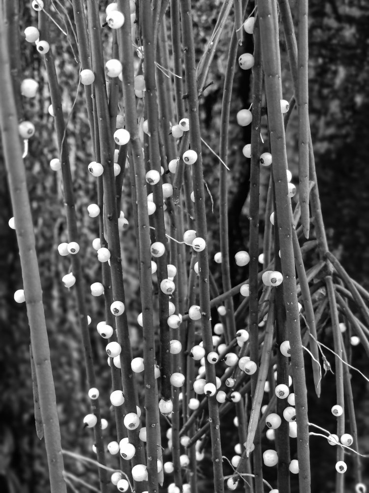 Photograph by Fabricio de Oliveira