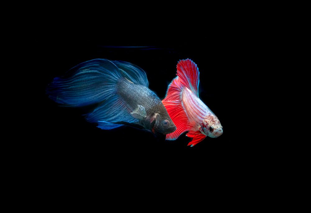 Photograph by Олег Семенкевич