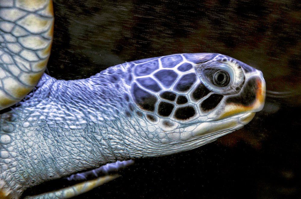 Нежданная гостья