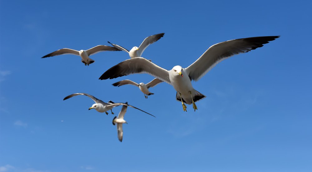 flying seagulls
