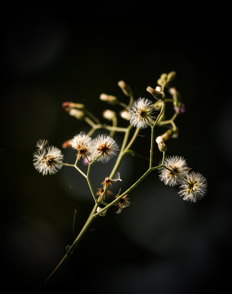 Photograph by Himani Ansodariya