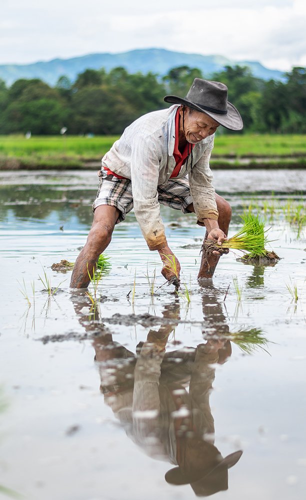 Dionesio planting rice 02