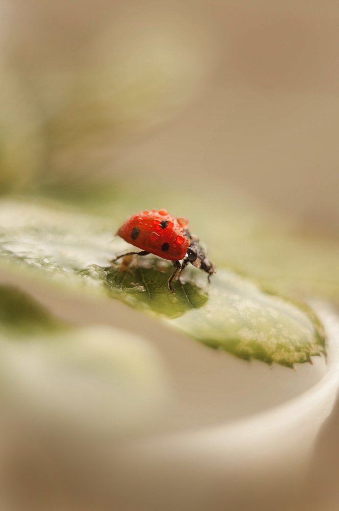 Photograph by Олеся