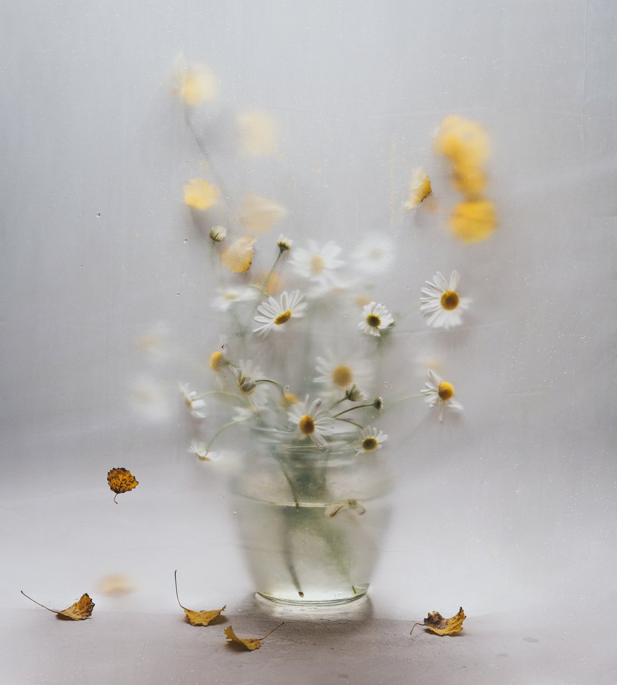 Ромашки октября