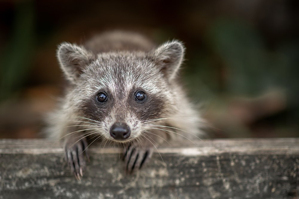 Photograph by Зоя Галимова