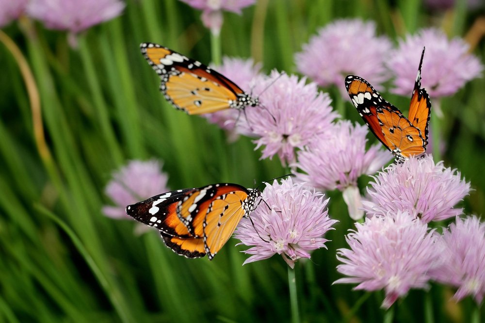 Summer, wind and butterflies