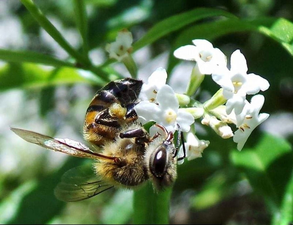 Bee