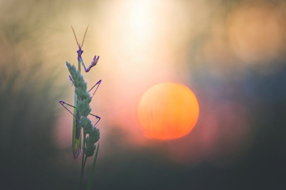 Photograph by Sébastien Blomme