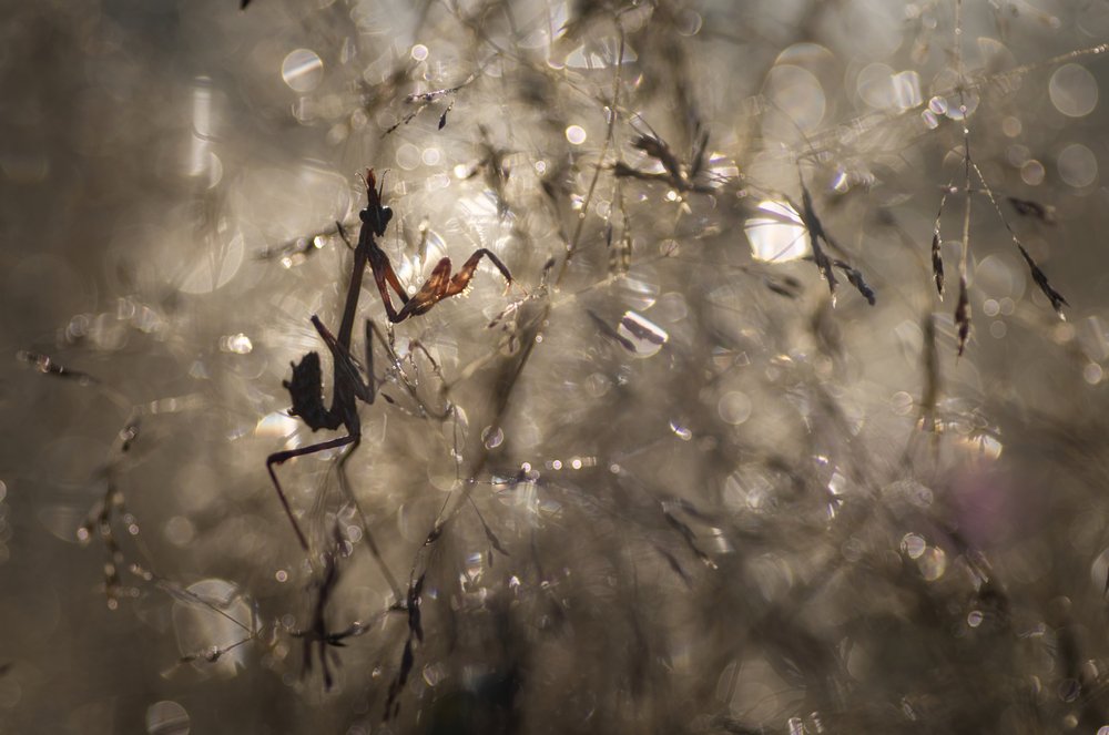 Photograph by Sébastien Blomme