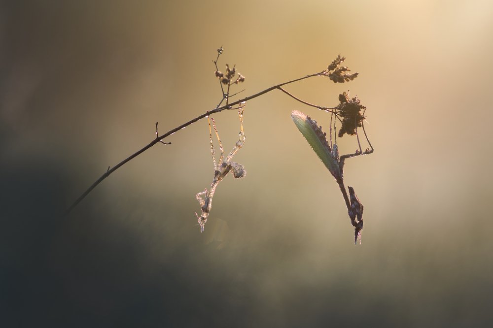 Photograph by Sébastien Blomme